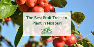 Young plants started from seed at home. The Best Fruit Trees To Plant In Missouri Voss Land Tree