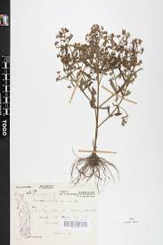 Image result for Nesaea erecta