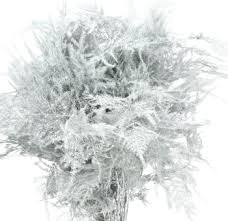 Image result for Asparagus setaceus