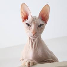 Spenks Sfenks Sfinksy Sphynx Tuysuz Kedi Ankara Home Facebook