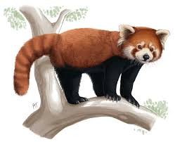 Another Red Panda By Akelataka With Images Panda Drawing Red Panda Panda