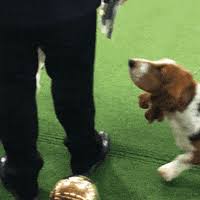 Basset Hound Gifs Get The Best Gif On Giphy Added 7 years ago anonymously in funny gifs. basset hound gifs get the best gif on