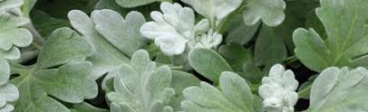 Maybe you would like to learn more about one of these? Artemisia At Portland Nursery And Garden Center