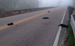 Questions Raised After 4 Puppies Found Dead On Highway Puppy Find Animal Rights Activist Animal Abuse