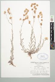 Image result for Pseudognaphalium luteo-album