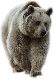 Brown Bear Brown Bear Photoshopped Animals Bear Images