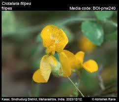 Image result for Crotalaria filicaulis