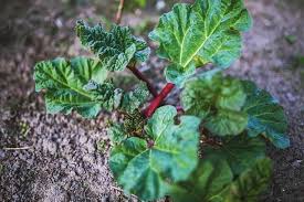Rhabarber ernten wann ist der beste zeitpunkt. á… Rhabarber Ernten Faustregel Bis Wann Im Ersten Oder Zweiten Jahr