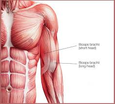 Arm muscles anatomy function diagram conditions health tips. How To Get Bigger Arms Anatomy Exercises Technique Myprotein