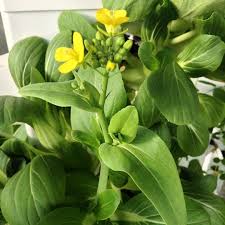 Tagete / copete / 12/07/2019 — 1 comentario. Aero On Instagram Flowers On The Bok Choy Might Mean Bolting But On The Larger Plants The Flower Sta Hydroponic Grow Systems Hydroponic Farming Hydroponics