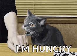 I Am Hungry Kitten 3scats Cute Cats Puppies Funny Cats