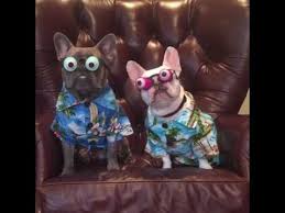 We did not find results for: Dogs With Funny Glasses Youtube