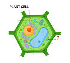 A) label the parts of the plant cell b) label the parts of the animal cell part b matching match the description in column a with a term in column b. Most People Can T Identify 10 12 Of The Parts Of A Cell Can You