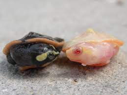 Lastly, male pink belly turtles typically have thicker tails. Albino Pink Belly Sidenecks Albino Turtles Turtle Morphs