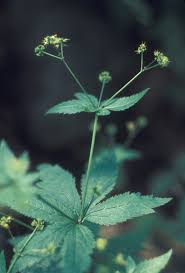 Image result for Sanicula elata