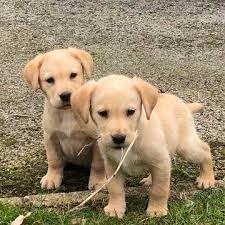 Find the perfect labrador retriever puppy for sale in michigan, mi at puppyfind.com. Labrador Puppies For Sale Labrador Pet Sales Near Me Facebook