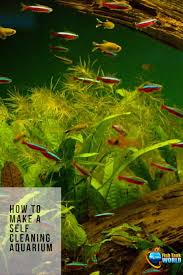 Self Cleaning Aquarium How To Make A Self Sustaining Aquarium In 2019 Aquarium Fish Fish Tank Aquarium Fish Tank