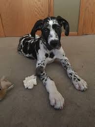 Search by desired gender, age, and more at puppyspot.com. My Harlequin Great Dane Puppy Three 3 Months Old Harlequin Great Dane Great Dane Puppy Dane Puppies