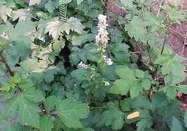 Gratis catnip, daun, gambar, daun maple, valerian apakah anda mencari gambar transparan logo, kaligrafi, siluet di catnip, daun, gambar? K I S A A T Valeriana Officinalis L Rumah Sehat Herba Holistic