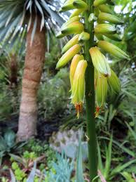 Dicots account for approximately 75% of all flowers while the rest are monocots. Danger Garden June S Bloomday