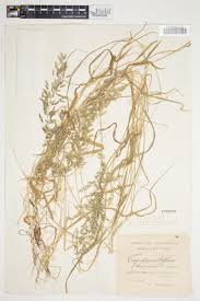 Image result for Eragrostis schweinfurthii