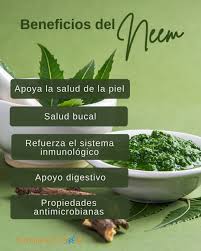 El neem (🌿 Azadirachta indica) es una planta tradicionalmente utilizada en  la medicina ayurvédica por sus múltiples propiedades. Estos son algunos de  sus beneficios más conocidos: ✓ Apoya la salud de la
