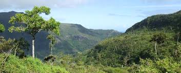 Image result for Hilsenbergia petiolaris