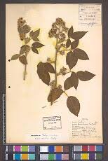 Image result for Sorghastrum stipoides