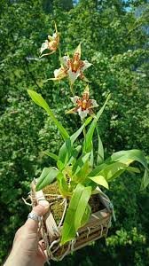 Image result for Rogiera cordata