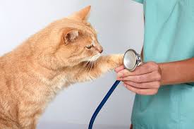 Veterinarian Doctor With Cat In Veterinary Clinic Fear Free Pets