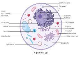 ●eukaryotic cells are one which have organised nucleus with a nuclear membrane and ●plant and animal cells are different from each other as plant cell has cell wall ,plastids and a large central vacuole which is absent in animal cell. Draw A Neat Labeled Diagram Of Animal Cells Class 11 Biology Cbse