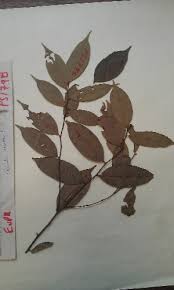 Image result for Cleistanthus polystachyus