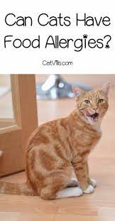 Food Allergies In Cats What You Really Need To Know Cat Allergies Cat Behavior Cat Care