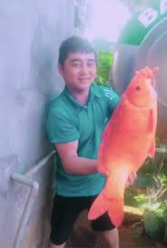 Cá chép trong văn hóa việt còn có ý nghĩa quan trọ. NgÆ°á»i Dan Báº¯t Ä'Æ°á»£c Ca Chep Vang HÆ¡n 5kg Tin Tá»©c Má»›i Nháº¥t 24h Ä'á»c Bao Lao Ä'á»™ng Online Laodong Vn