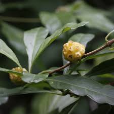 Image result for Morinda