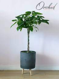 Money Tree Plant Money Tree Plant Plants Trees To Plant