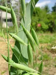 Image result for Avena sativa