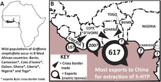 Image result for Voacanga pachyceras