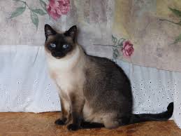 The siamese is one of the oldest and best known cat breeds. Change Of Eye Color In A Siamese Cat Poc