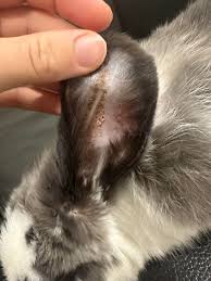 Image result for scabies rabbits ears