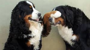 See more of bernese mountain dog puppies on facebook. Bernese Mountain Dog