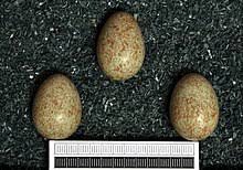 Eine variante der paraboldüse stellt die ringhalsdüse mit parabelkontur (parabolringdüse) dar, die auf den konstruktionsgedanken der ringbrennkammer zurückgeht. Ringdrossel Wikipedia