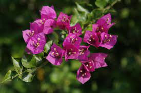 Why Won T My Bougainvillea Bloom