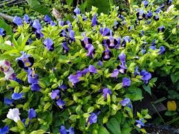 Image result for Torenia thouarsii
