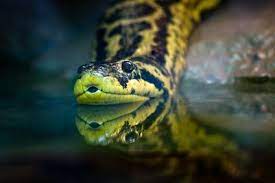 Yellow Anaconda Giant Anaconda Anaconda Green Anaconda
