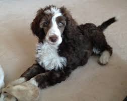 Black And White Tuxedo Standard Poodle Brown Tuxedo Parti Poodle Poodle Dog Toys Cute Puppies