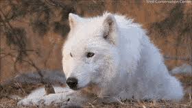 On desktop right click the animation and select save. Latest White Wolf Gifs Gfycat
