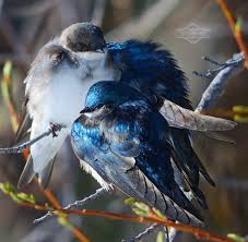 swallows vogel als haustiere hubsche vogel beautiful