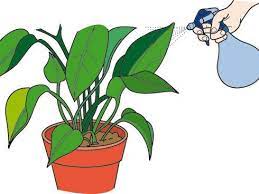 Abono Casero Para Plantas Abono Casero Plantas Abono