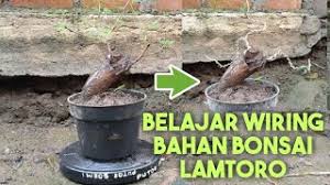 Belajar Pengawatan Bahan Bonsai Lamtoro Youtube